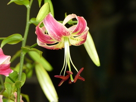 Foto: Dr. Peter Müller